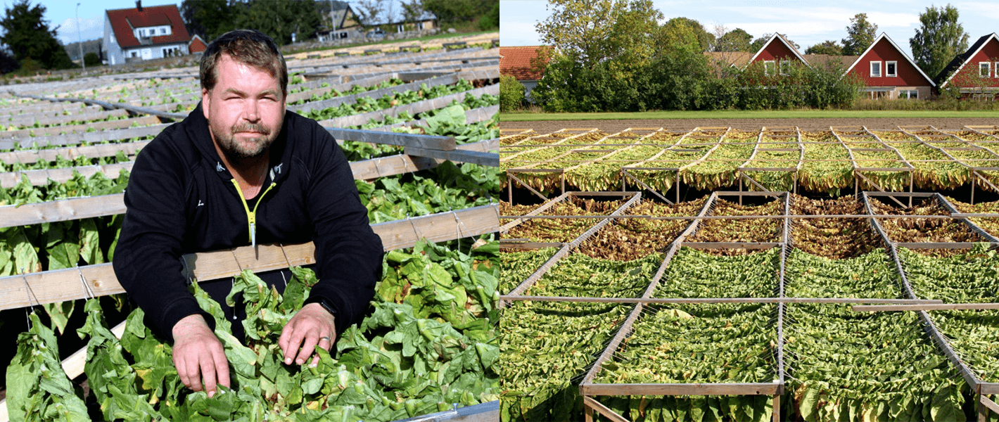 Snooze Tabak | Snusmarkt.ch