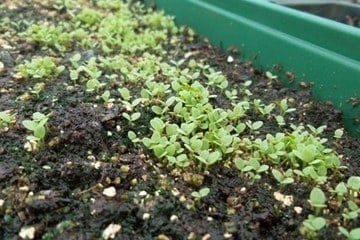 Tabakanbau selbstgemacht