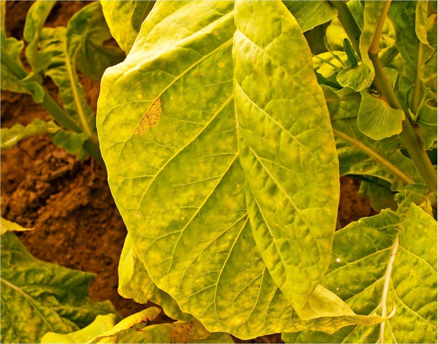 Tabakanbau selbstgemacht