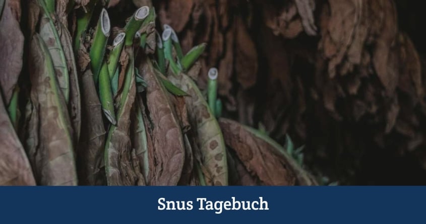 Tabakanbau selbstgemacht - Tabakpflanzen hängen zum Trocknen.