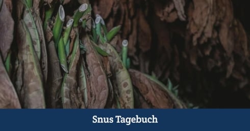 Tabakanbau selbstgemacht - Tabakpflanzen hängen zum Trocknen.