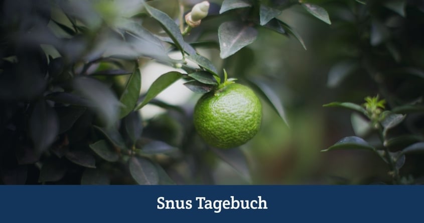 Snus Geschmack - Teil 2: Bergamotte